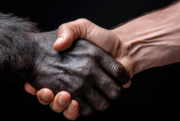 Handshake of design and functionality